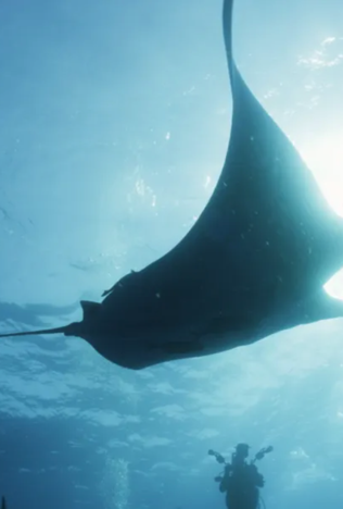 The Last Dive